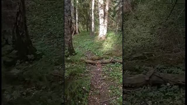 Дафна и Аполлон. Мифы и легенды смотреть онлайн