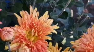 Крупные хризантемы - корейские сорта!