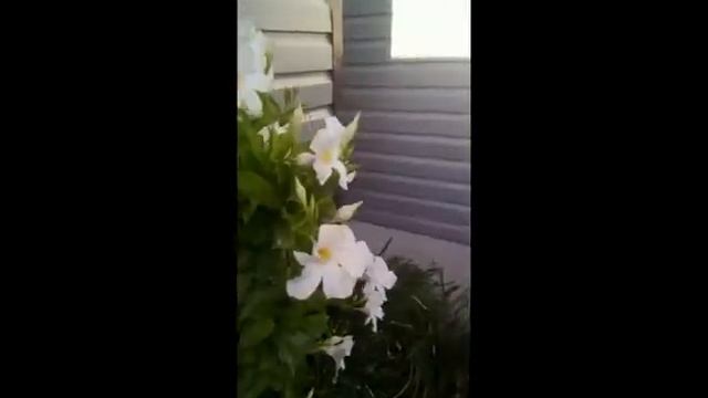 Моя Дипладения смотреть онлайн