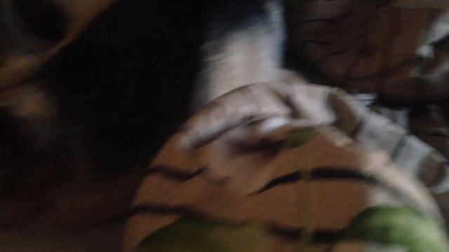 КОМАНДА ОВЧАРКА И СТАФФ - СОННОЕ ЦАРСТВО !!!