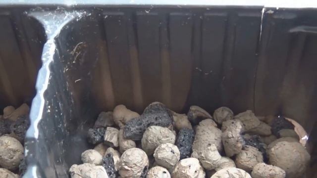 Сажаю ТОРЕНИЮ--экзотический цветок//посадка,грунт,полив// смотреть онлайн