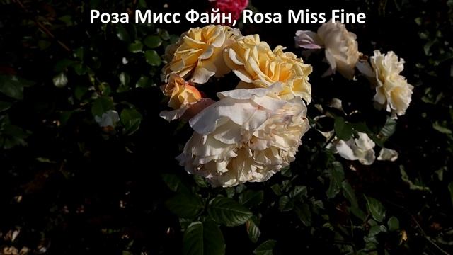 Самые ароматные розы флорибунда. Крупные цветы, обильное цветение - бестселлеры! смотреть онлайн