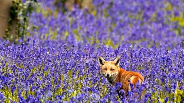Мій фільм присвячую своїм учням. "Це весна"-Наталія Май ( пісню виконує гурт"Справжні дівчата") смотреть онлайн