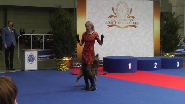 Танцы с собаками. Чемпионат РКФ - 2014. смотреть онлайн