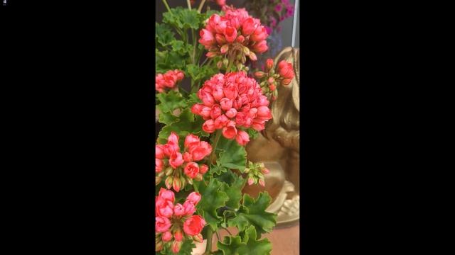 ПЕЛАРГОНИЯ Тюльпановидная. Красавица для уюта вашего дома. #Shorts смотреть онлайн