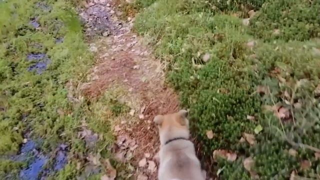 первый выезд на УАЗ. Чуя знакомится с тайгой и сразу приключения. медведь и солонец смотреть онлайн