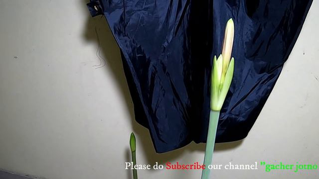 লিলি বাল্বের সঠিক প্রতিস্থাপন পদ্ধতি | How to grow Orange Amaryllis lily ,Barbados Lily,Belladonna смотреть онлайн