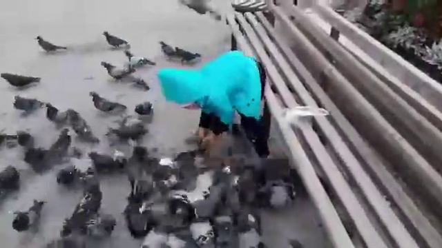 Голубь белая голова))) Смотреть до конца!!!! смотреть онлайн