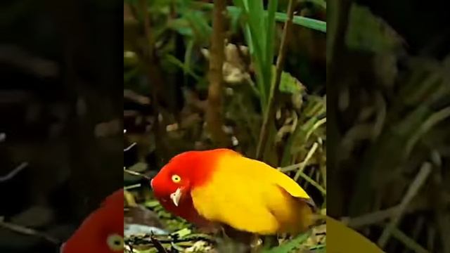 шалашник птица брачный танец ? смотреть онлайн