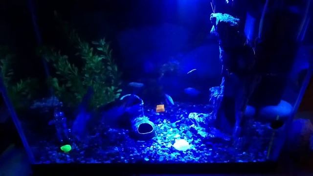 Подсветка в аквариуме смотреть онлайн