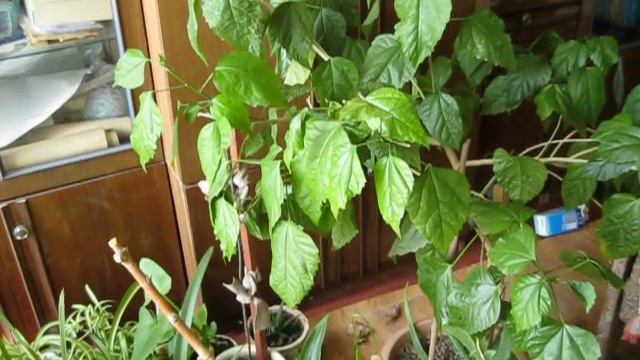 Славянск 12 июня 2022 года. ДОМ 4. Поливаю цветы. смотреть онлайн