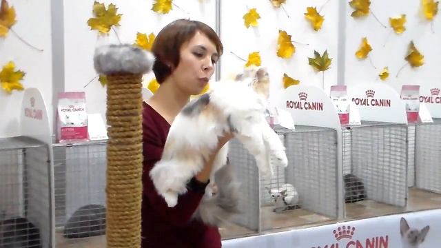 Шотландская Кошечка, Скоттиш Страйт Длинношерстный, Породы Кошек смотреть онлайн