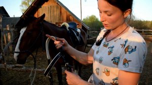 КАК МЫ ОБЪЕЗЖАЕМ ЛОШАДЕЙ