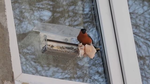 Бодрое снегириное утро смотреть онлайн