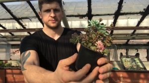 Очиток (Sedum) - самый доступный и распространённый суккулент