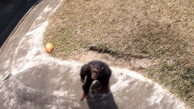 ?Коломбо?Зоопарк в котором ты попадаешь в мир дикой природы?Шри ланка?Dehiwala?Zoo?Colombo?Sri Lank смотреть онлайн