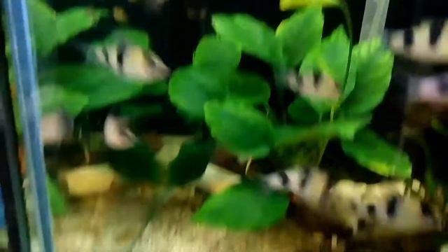 Barbus Panda & Tetra Amanda