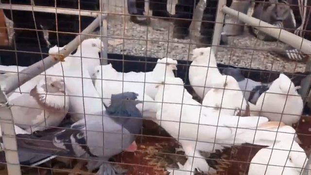 Andijon Asaka Kabutar Bozori // Андижон асака кабутар бозори