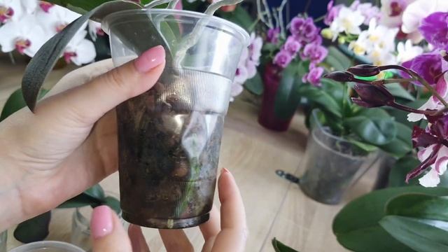Наращивание корней у орхидеи листьями в воде. Результаты и трудности такого способа. Часть 4 смотреть онлайн