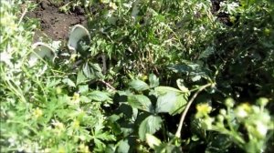 Китайская гигантская клубника из семян с АЛИэкспресс. ЧТО ВЫРОСЛО???