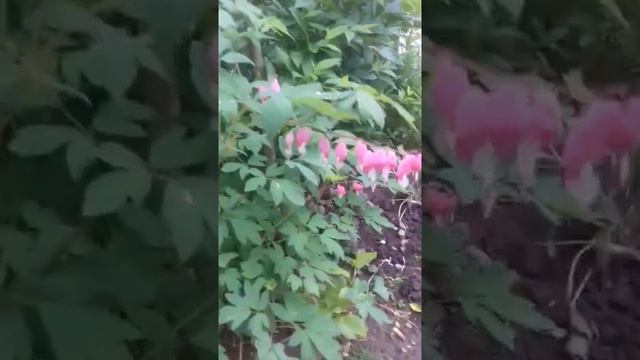 дицентра продолжает цвести в мае 2022. Теневыносливые растения. Черновцы. смотреть онлайн