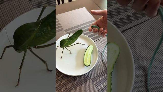 Полезный завтрак для Ящера ? #reptiles #рептилии #ящерица #животные #animals #exotic #animalshorts смотреть онлайн