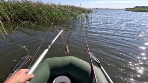 ловлю карася с лодки в камышах