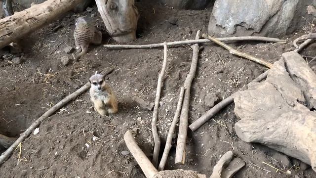Meerkat Dreaming смотреть онлайн