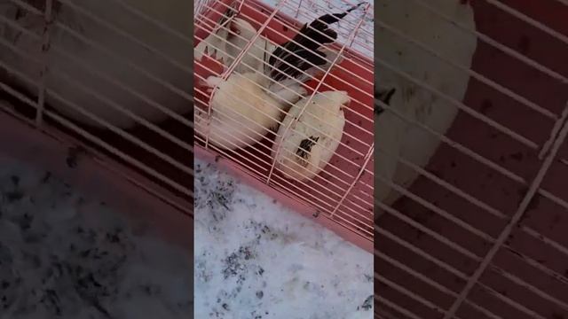 Карликовые куры породы Шабо смотреть онлайн