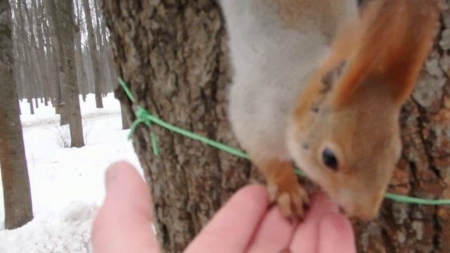 Сегодня опять много голодных белок смотреть онлайн