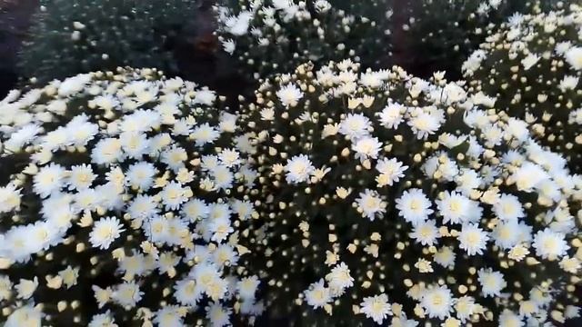 Хризантема на конец сентября. Начинаются средне-ранние. смотреть онлайн