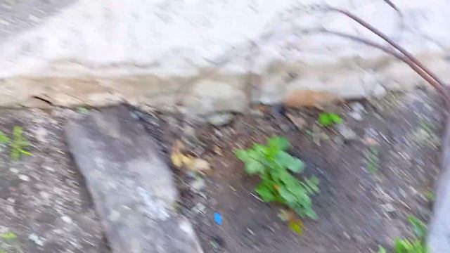 Обзор огорода на конец мая. Погода в мае была не тёплая . смотреть онлайн