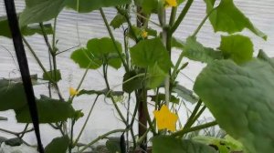 Огурец Ни-Хао, Китайский долгожитель, Изумрудный поток. Формирование куста огурца в теплице.