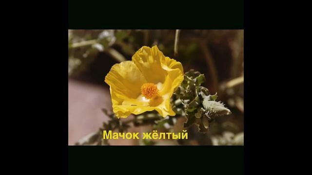 Растения Красной книги. ЭКО эстафета «Растем вместе». СДК с. Альтмец. смотреть онлайн