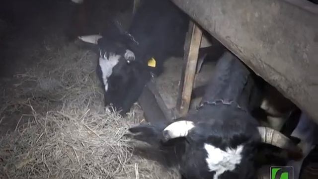 2019 02 16 Зимнее содержание коров
