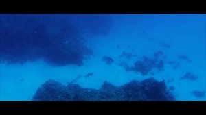 Видели акул в Египте? На курорте Шарм-эль-Шейх есть место. Местные вам покажут куда нужно плыть. 4К