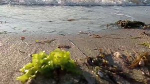 Голубка. Робертино Лоретти. La Paloma. Robertino Loretti