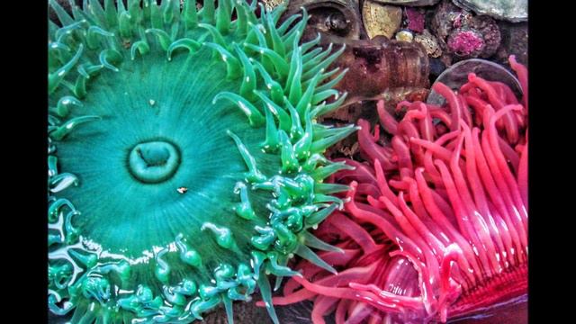 Anemone care | how to grow anemone coronaria смотреть онлайн