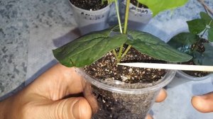 Наш вьющийся долихос. Что получили в итоге. Часть 3