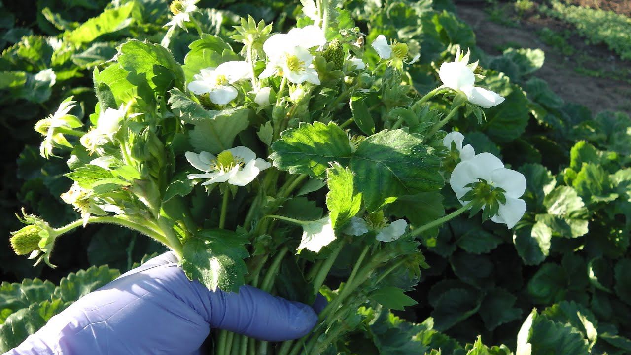 ВАЖНАЯ ОБРАБОТКА КЛУБНИКИ (ЗЕМЛЯНИКИ) В СЕНТЯБРЕ-ОКТЯБРЕ . РЕЦЕПТ ИВАНА РУССКИХ смотреть онлайн