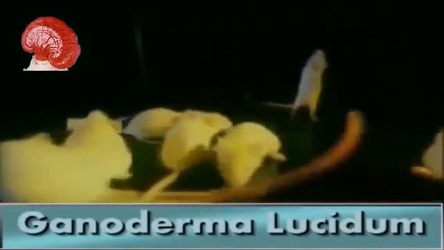 Ganoderma Lucidum Informacion Cientifica 2014 смотреть онлайн