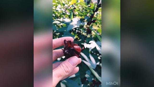 Fresh Hibiscus Fruit Closeup! Hibiscus Sabdariffa, Florida Cranberry, Roselle, Jamaican Sorrel
