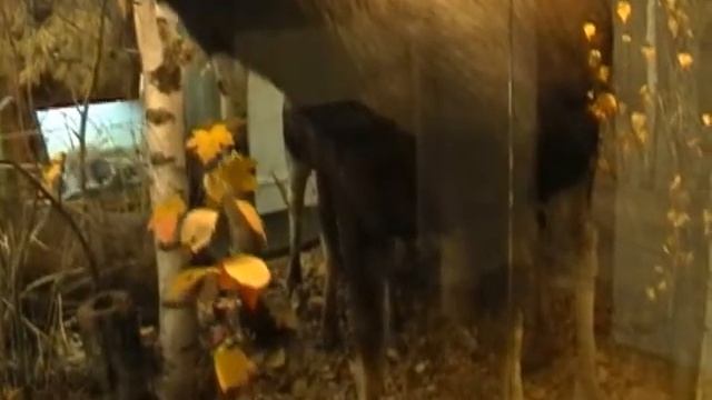 Музей природы Окского заповедника смотреть онлайн