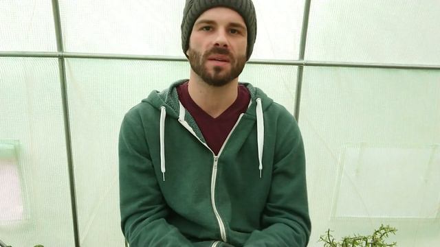 How To Propagate Large Cactus Cuttings смотреть онлайн