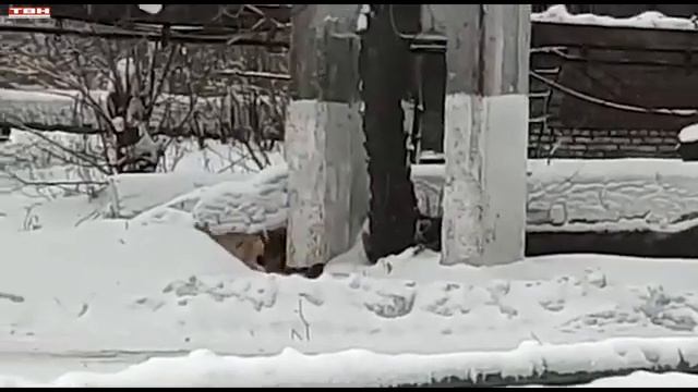 Рысь на территории комбината. смотреть онлайн