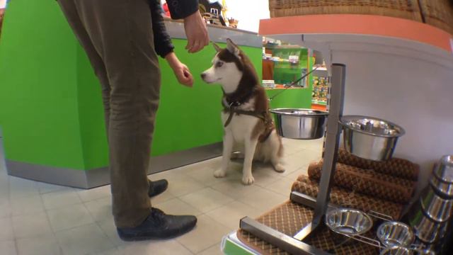 Шаня дай лапу! смотреть онлайн