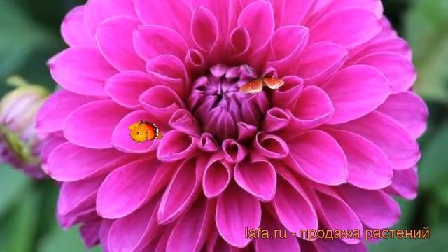 Георгина декоративная Картуш (dahlia cartouche) ? Картуш обзор: как сажать, рассада георгины Картуш смотреть онлайн