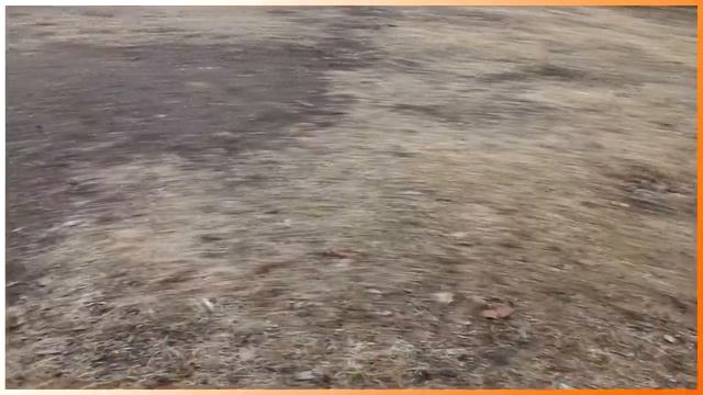 MusicVlog | 1 День с щенком джек рассел терьера