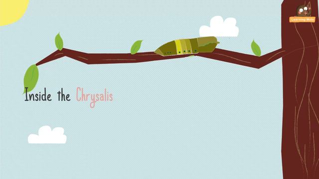 The Life Cycle of a Butterfly | Caterpillar to Butterfly | Bufferfly Facts for Kids | Life Cycle смотреть онлайн