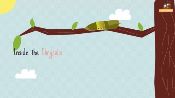 The Life Cycle of a Butterfly | Caterpillar to Butterfly | Bufferfly Facts for Kids | Life Cycle